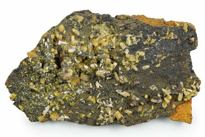 Pyramidal Wulfenite Crystals On Matrix - Ojuela Mine, Mexico #356693